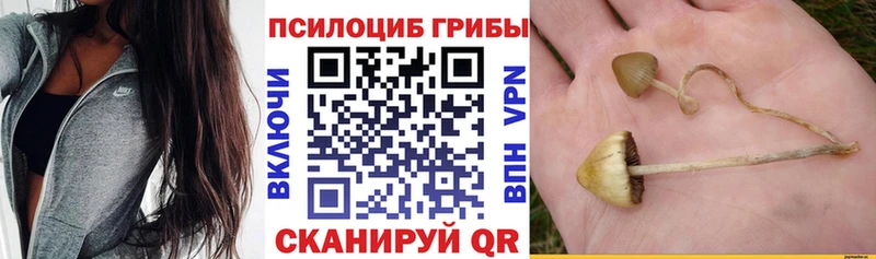 как найти наркотики  Дивногорск  Псилоцибиновые грибы Magic Shrooms 